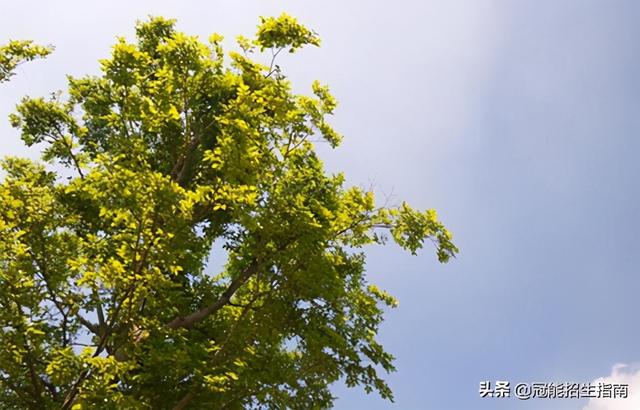 成都的職業(yè)技術學校有哪些(成都工貿(mào)職業(yè)技術學校有哪些專業(yè))