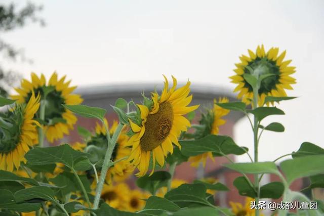 成都實驗商貿管理學校好不好(成都商貿管理學校畢業(yè)證)